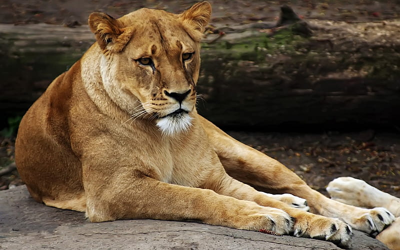 Lioness, cats, lion, animals, HD wallpaper | Peakpx