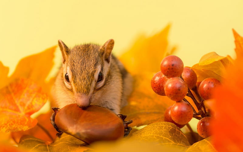 Chipmunk, red, autumn, squirrel, berry, orange, nut, leaf, HD wallpaper