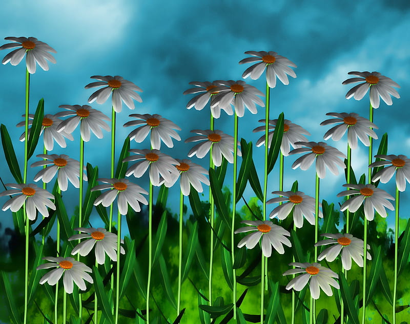 ✰Splendor Daisies of Spring✰, pretty, colorful, background, bonito, clouds, sweet, leaves, splendor, grasses, stock , love, flowers, resources, lovely, premade, colors, sky, trees, daisies, cute, cool, plants, nature, HD wallpaper