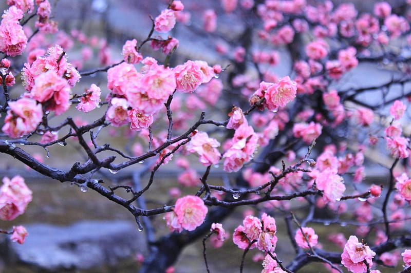 Primavera, sakura, árbol, rosa, flor de cerezo, Fondo de pantalla HD |  Peakpx
