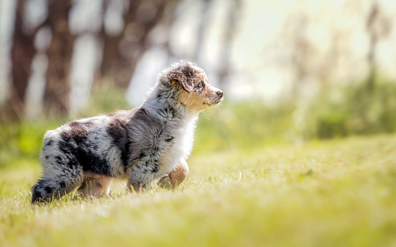 Australian Shepherd, pets, Aussie, lawn, cute animals, dogs, Australian Shepherd Dog, HD wallpaper