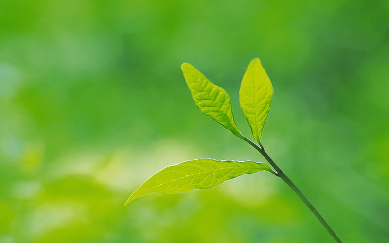 green leaves-Plant close-up, HD wallpaper