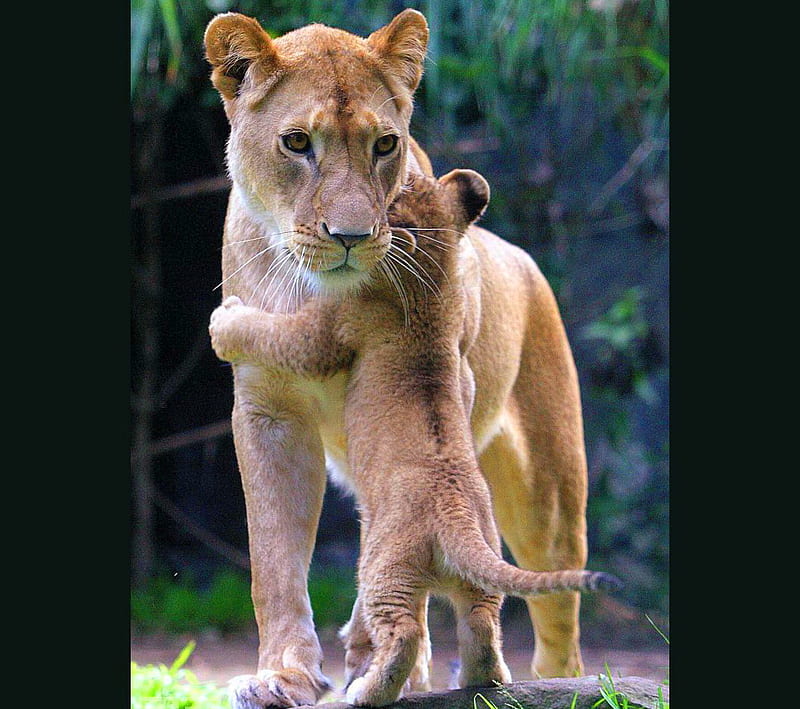 Hug for Mom, hug, love, cub, affection, lioness, mother, lion, HD wallpaper