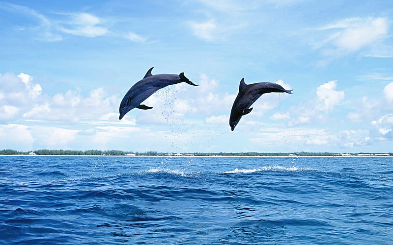 Dolphins jumping, dolphin, fish, jump, animal, sea, HD wallpaper