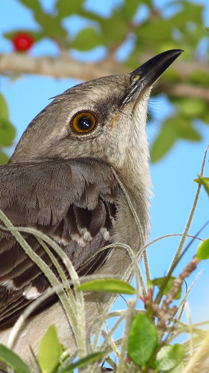 Mockingbird, animal, ave, bird, nature, orlandofl, HD phone wallpaper