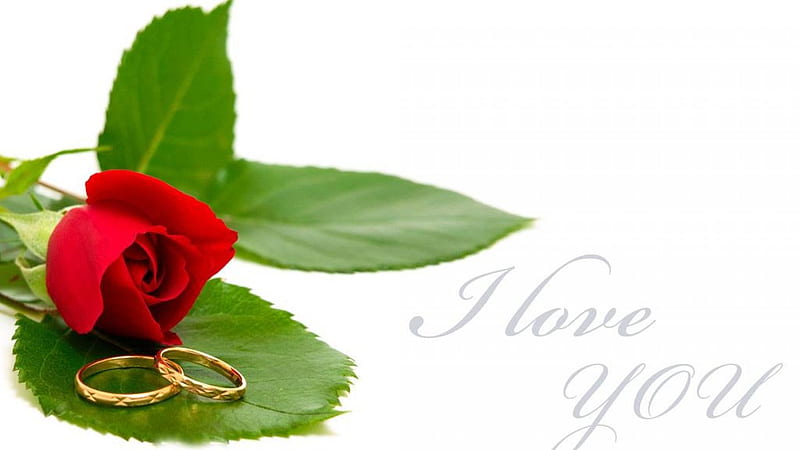 I love You, Red rose, Leaves, Nature, HD wallpaper | Peakpx