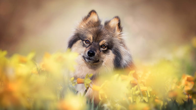 Daffodil Spitz Dog Is Standing In Flower Field Dog, HD wallpaper