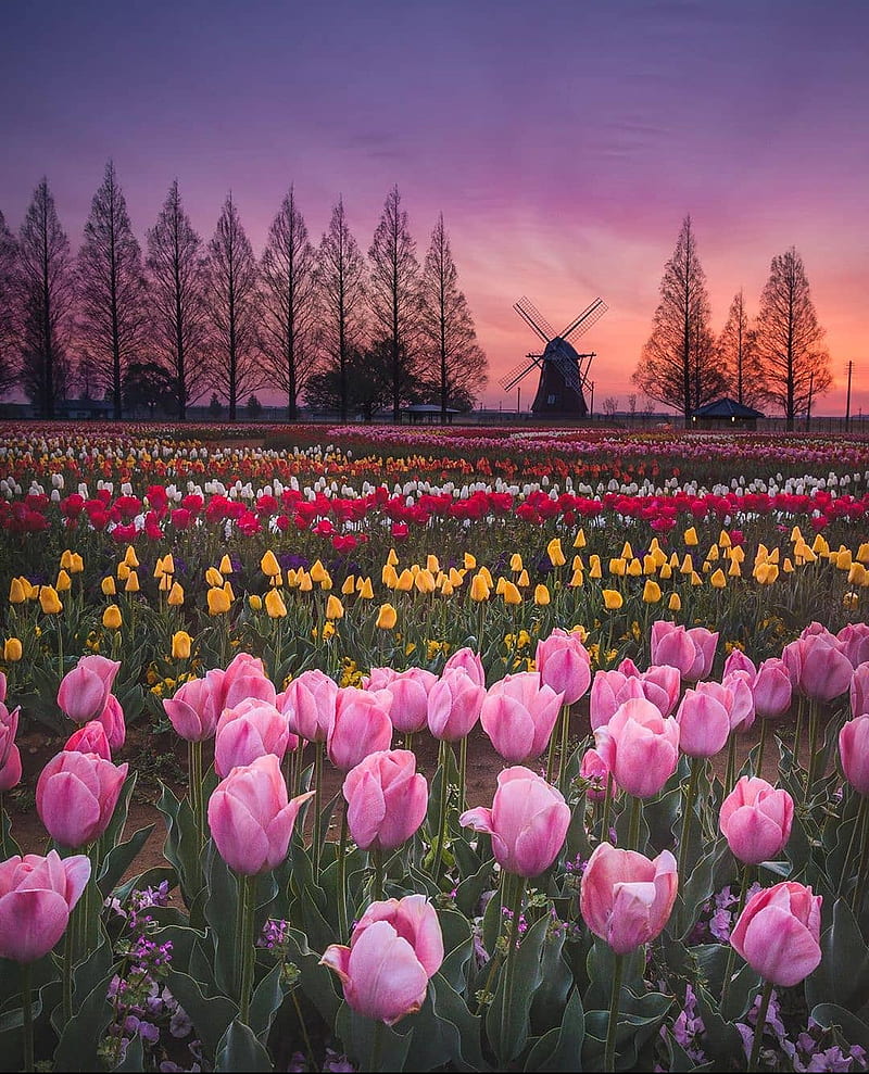 Campos de tulipanes, bonito, flor, flores, natural, naturaleza, rosa,  cielo, Fondo de pantalla de teléfono HD | Peakpx