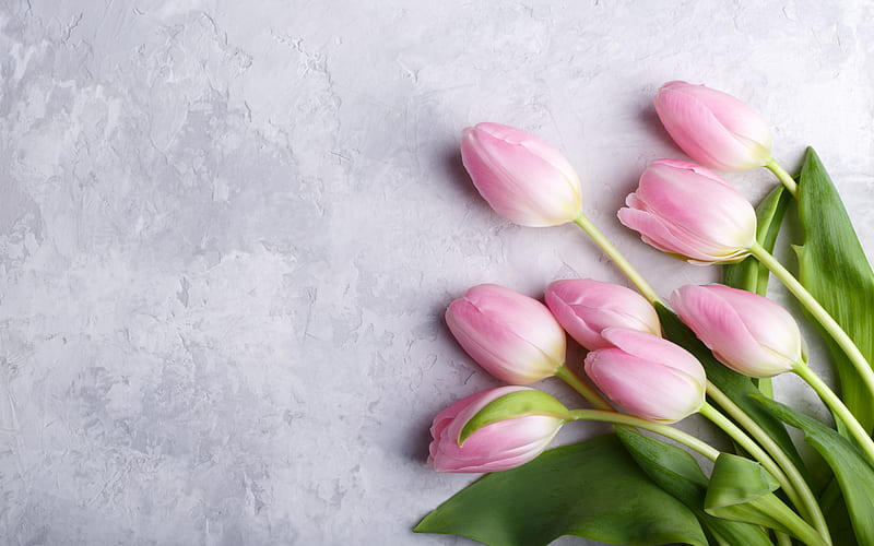 pink tulips, gray wall texture, spring pink flowers, tulips, floral background, HD wallpaper
