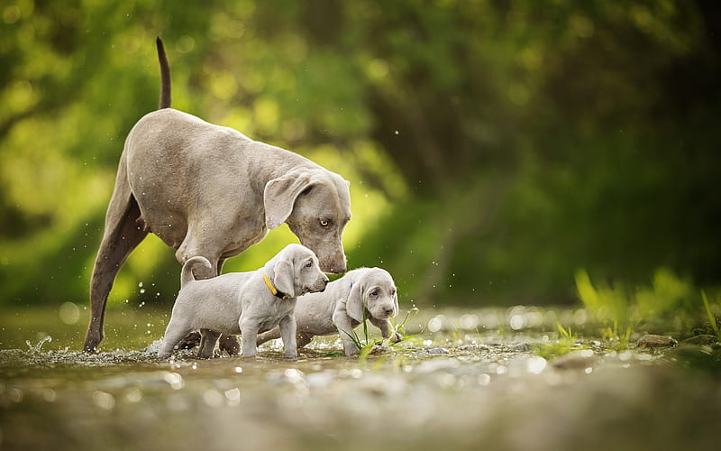 Weimaraner, small gray puppies, cute animals, dogs, twins, Weimar ridge, river, water, small dogs, HD wallpaper
