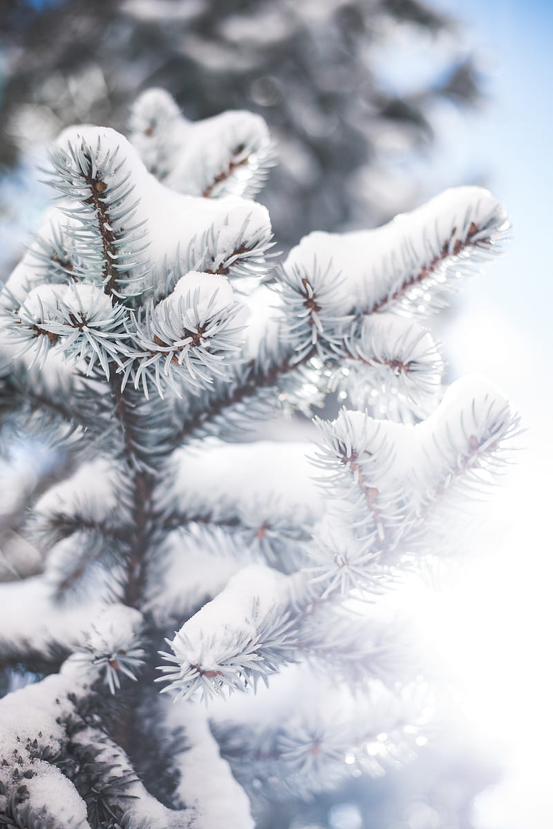 branch, needles, snow, winter, blur, HD phone wallpaper