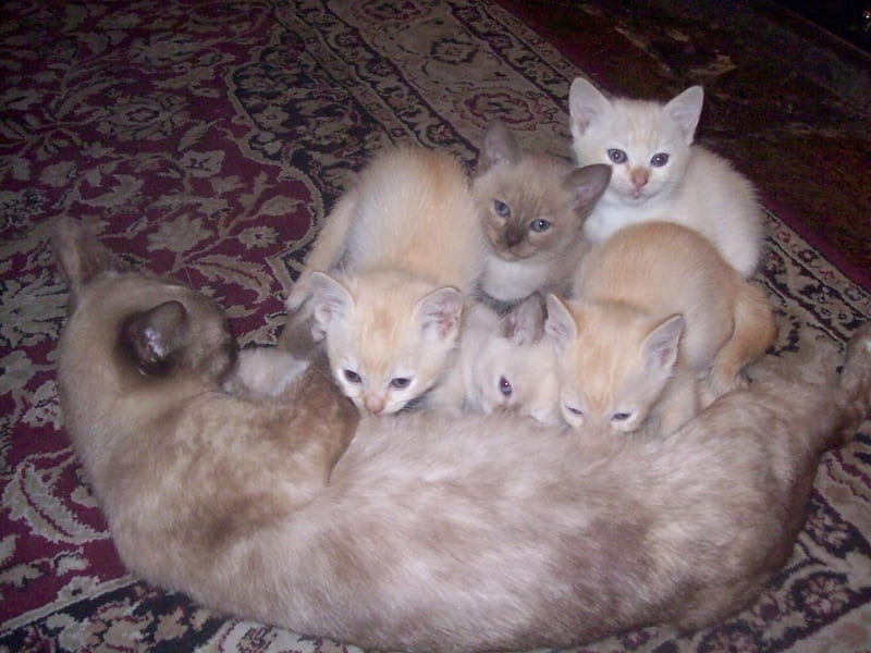 Litter kittens, Tonkinese, soft, cats, creme, HD wallpaper