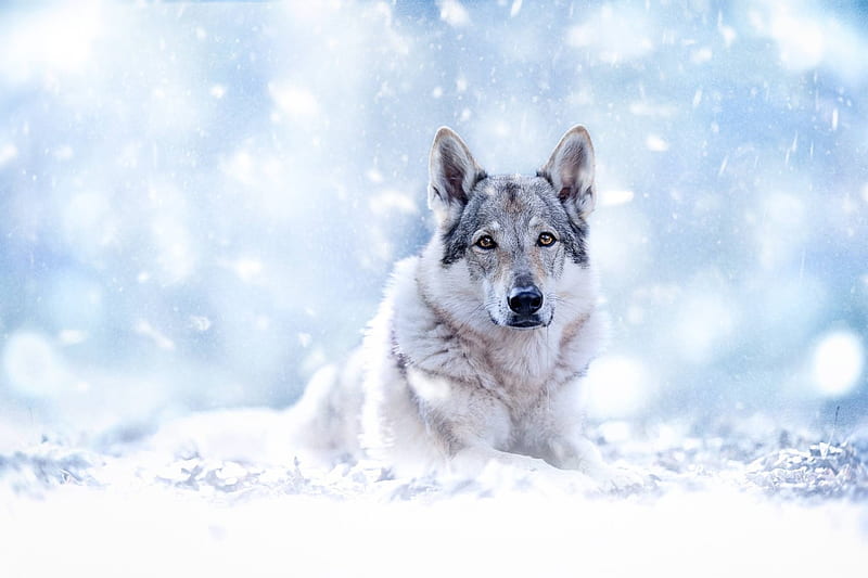 WolfDog, dogs, animal, dog, HD wallpaper