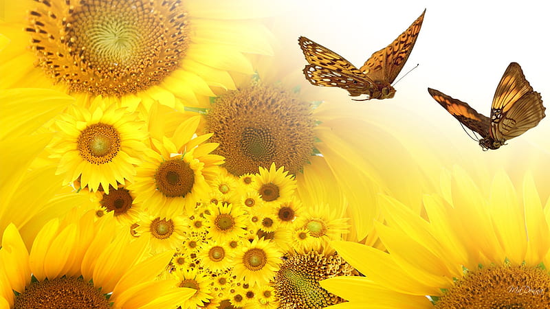 Sunflowers Surprises, fall, yellow, firefox persona, butterflies, sunflower, abstract, butterfly, summer, flowers, HD wallpaper