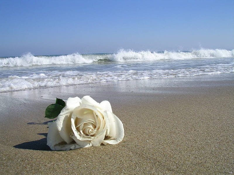 Romantic, beach, white rose, sand, manipulation, bonito, abstract, HD wallpaper