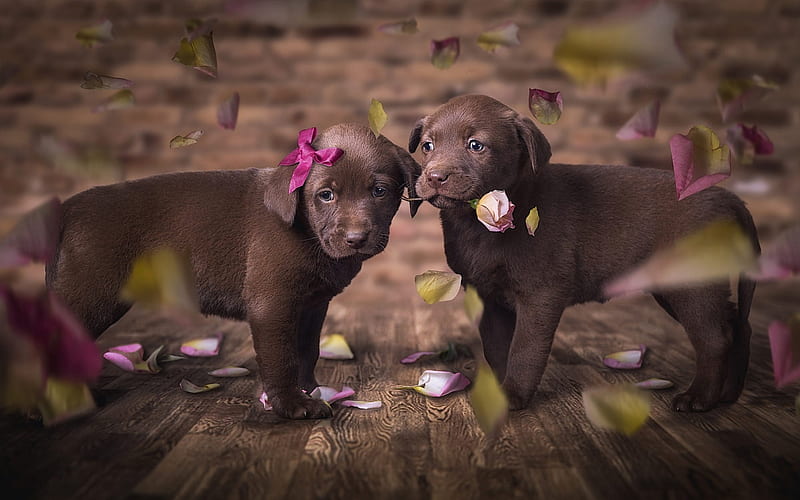 Labrador Retriever, little brown puppies, pets, cute little animals, Chesapeake Bay Retriever, dogs, HD wallpaper