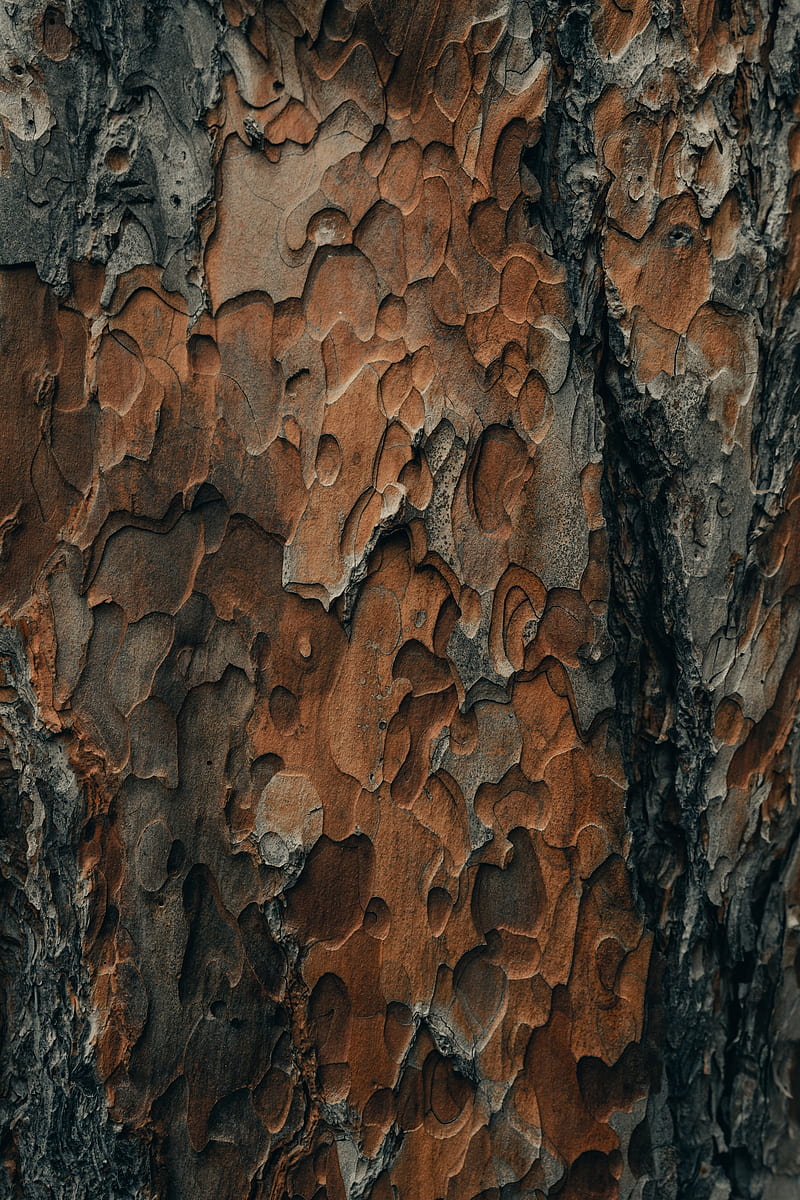 bark, wood, surface, texture, HD phone wallpaper
