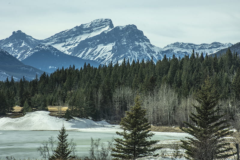 pine trees, mountains, snowline, winter, forest, Landscape, HD wallpaper