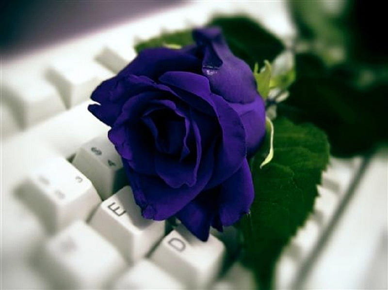 Blue Rose, lover, rose, computer key, blue, HD wallpaper