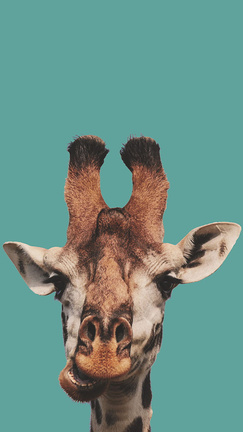 Giraffe, animals, HD phone wallpaper