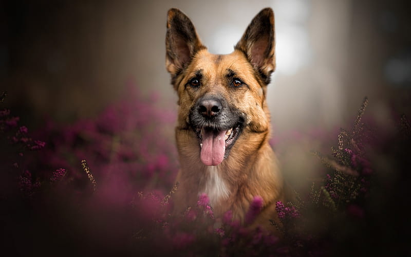 German Shepherd, domesticated dogs, purple flowers, flower field, dogs, HD wallpaper