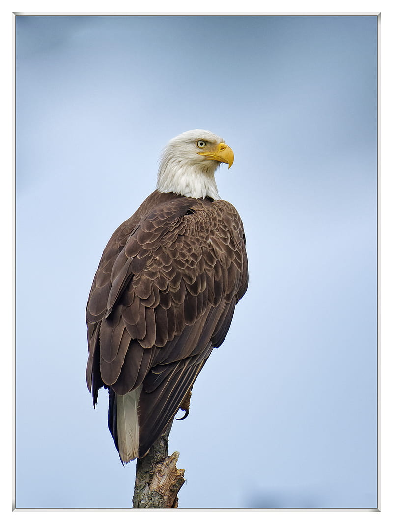Bald Eagle, birds, eagles, HD phone wallpaper