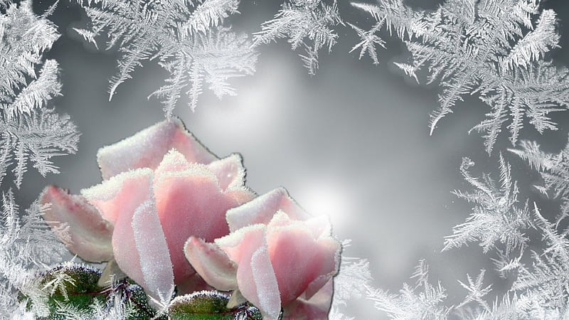 roses and frost, frost-painted winter, glass, flower, white, pink, frost, HD wallpaper
