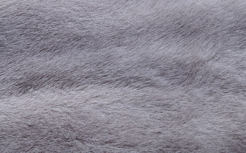 Natural gray wool texture, wolf fur, wolf skin texture, gray wool background, HD wallpaper