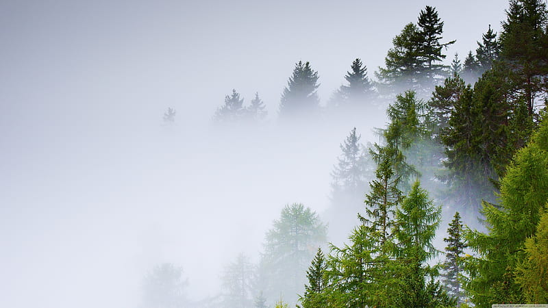 Conifer Forest, Mist, Rainy Day Ultra Background for U TV : & UltraWide & Laptop : Multi Display, Dual Monitor : Tablet : Smartphone, HD wallpaper