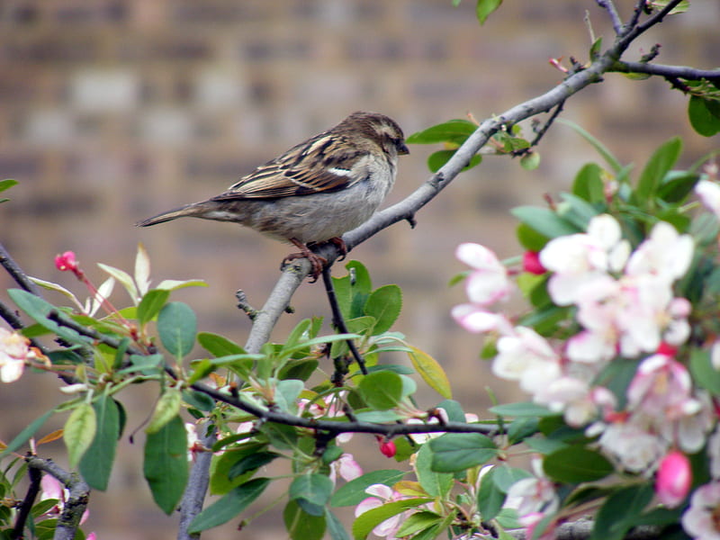 sparrow on cherry blossom branch, tree, sparrow, bird, cherry blossom, HD wallpaper