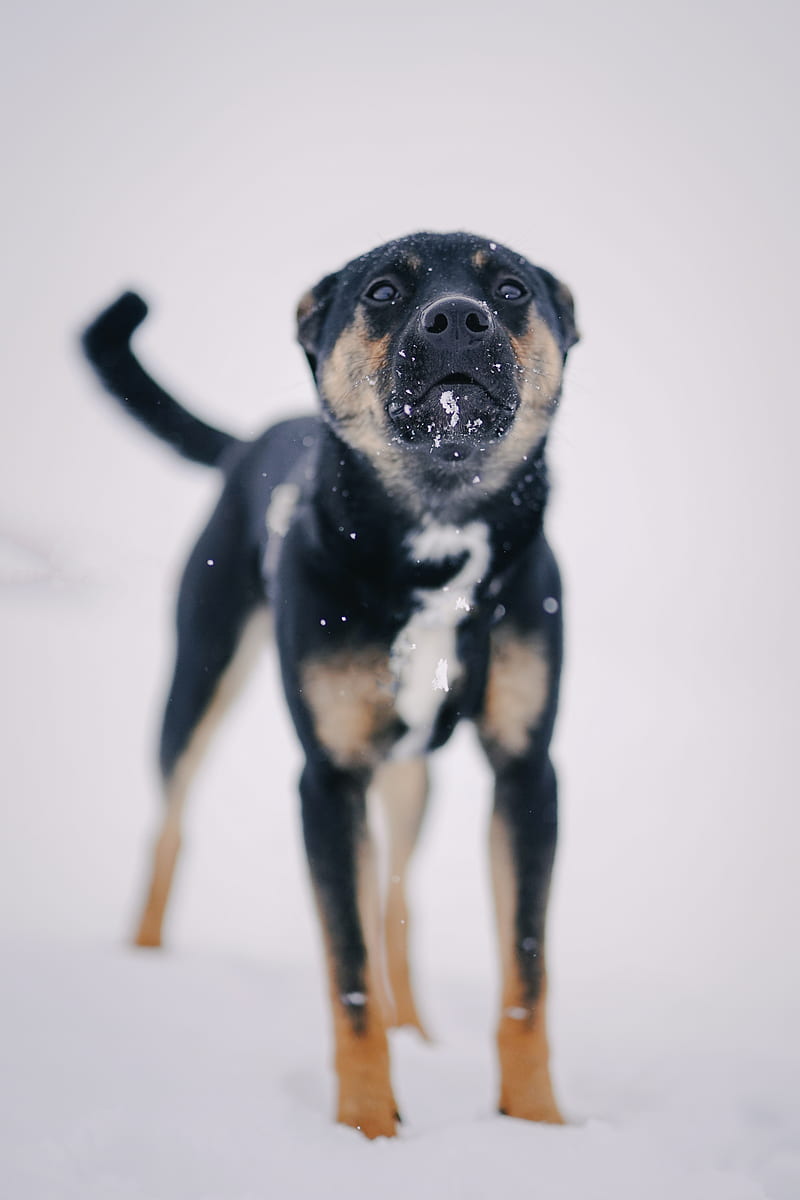 black and tan short coat small dog, HD phone wallpaper