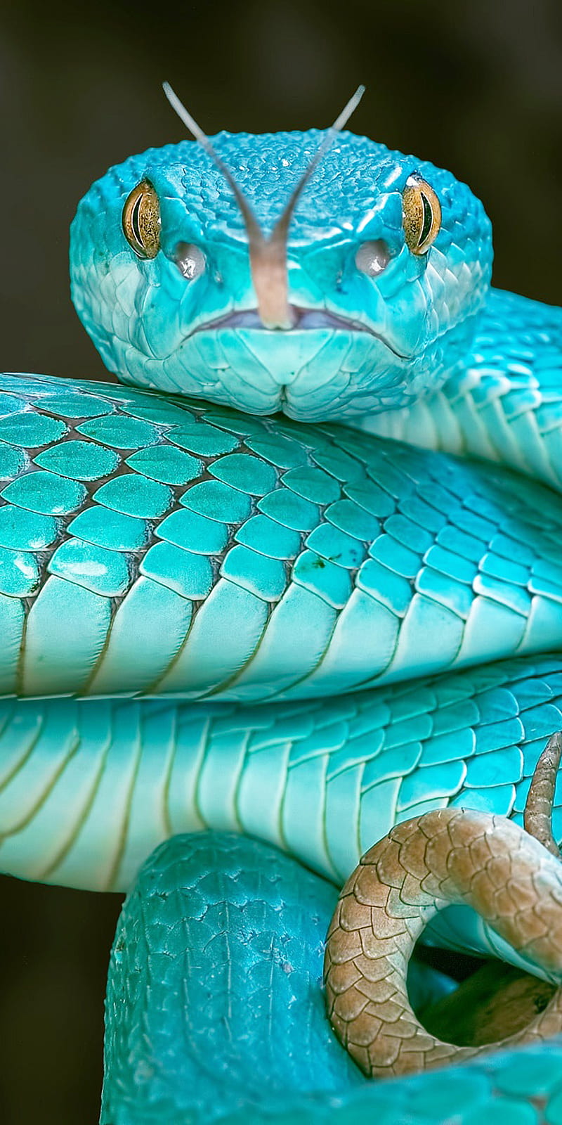 Snake, blue, python, HD phone wallpaper