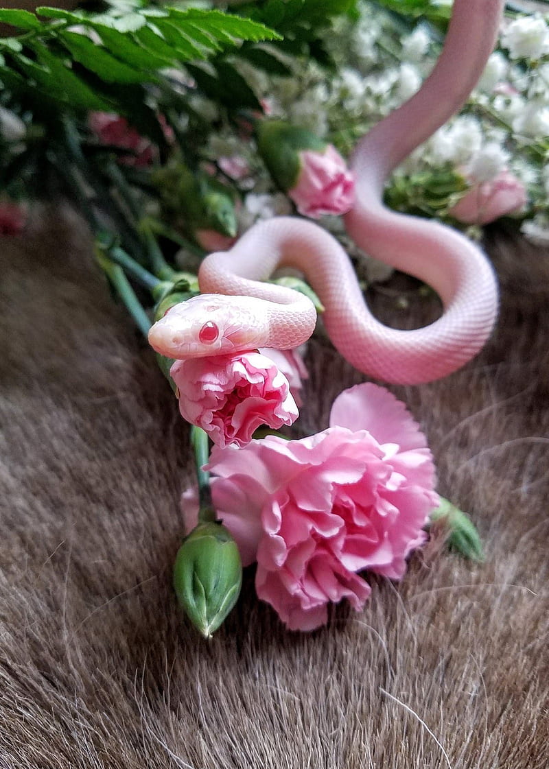 Pink Snake, flowers, pink, reptile, snake, HD phone wallpaper