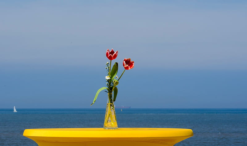 *✿*, vessel, sky, barca, sailing, tulipani, sky, vaso, sea, boat, fiori, flowers, mare, tulips, a vela, HD wallpaper