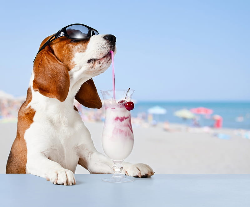 Summer relax, bar, caine, animal, sunglasses, beach, summer, drink, funny, white, dog, blue, HD wallpaper