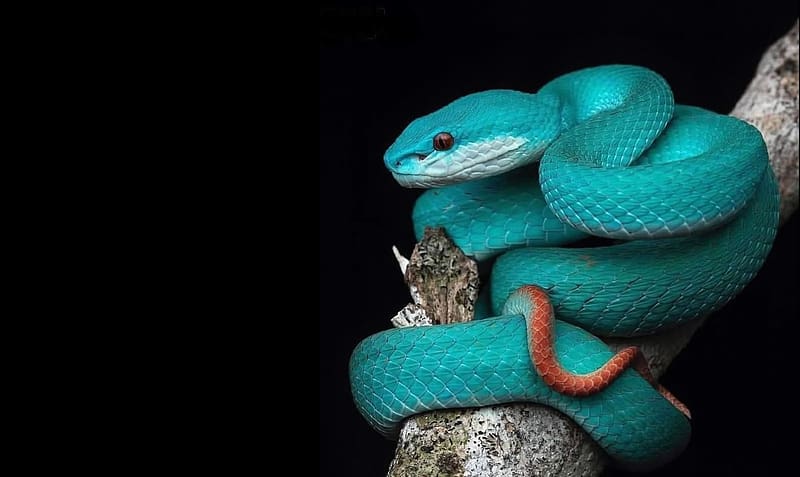 Blue Snake, Animals, Herpetology, Zoology, HD wallpaper