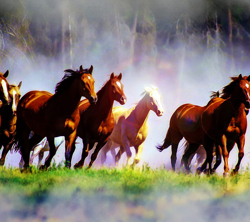 Wild Horses, HD wallpaper