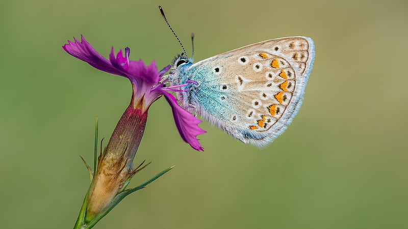 Butterfly With Blue Brown And Yellow Color Is Standing On Purple Flower With Shallow Background Animals, HD wallpaper