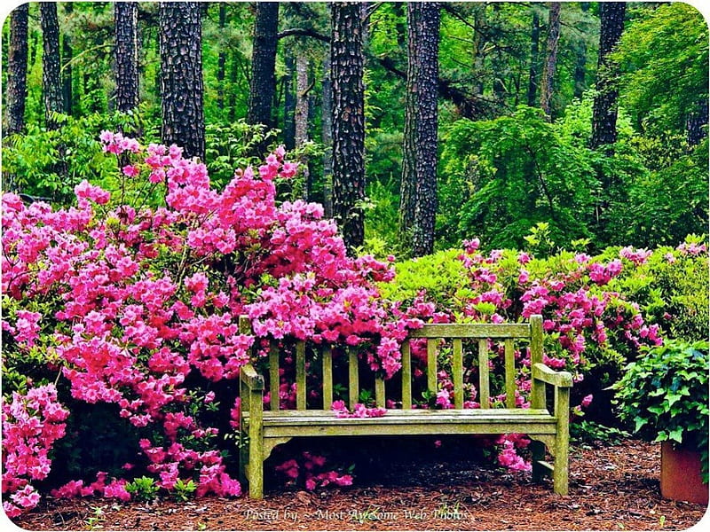 Perfect Place for a Park Bench, rest, forest, bench, spring, park, trees, green, summer, blossoms, flowers, pink, HD wallpaper