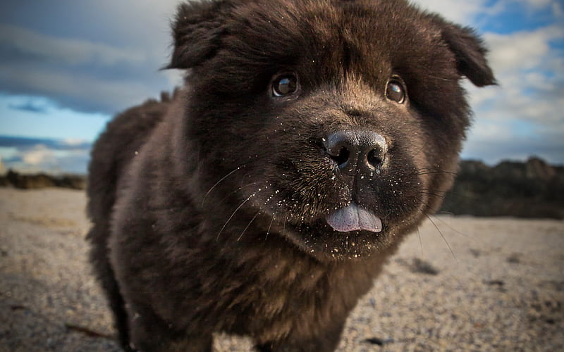 Black Chow Chow, puppy, furry dog, close-up, cute dog, small Chow Chow, pets, dogs, Chow Chow Dog, HD wallpaper