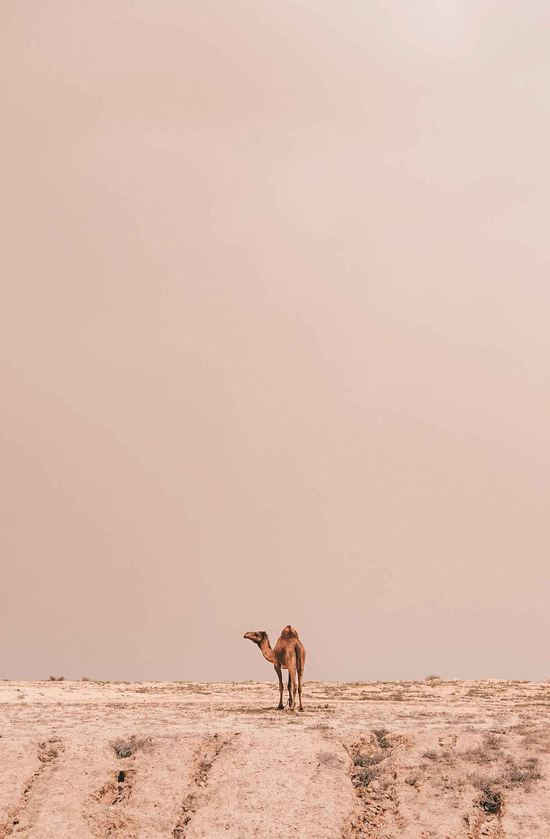Beige camel on desert, animals, beige, deer, desert, nature, oceanbeach, vertical, wildlife, HD phone wallpaper