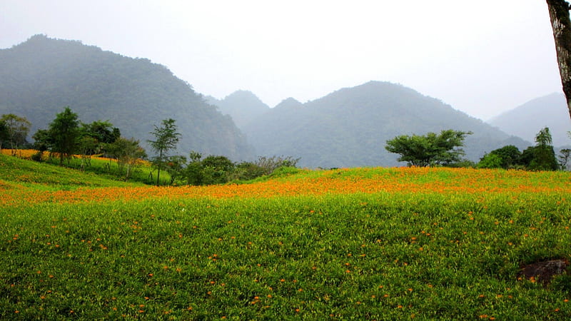High-mountain daylilies, mountain, orange Dailily, Daylily, Cloudy fog, flowers, nature, bonito, rain, HD wallpaper