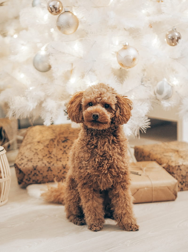 poodle, dog, pet, brown, curly, HD phone wallpaper
