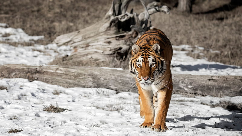 Tiger Is Walking On White Sand During Daytime Tiger, HD wallpaper