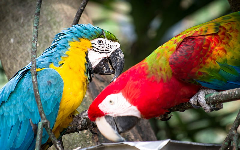 parrots, blue-yellow macaw, green-winged macaw, beautiful birds, HD wallpaper