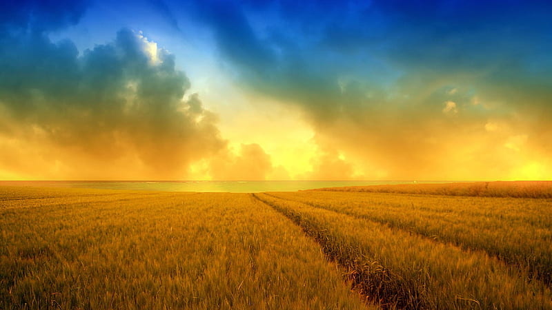 Golden wheat field and a beautiful summer, scenic, sun, wheat, bonito,  sunset, HD wallpaper | Peakpx