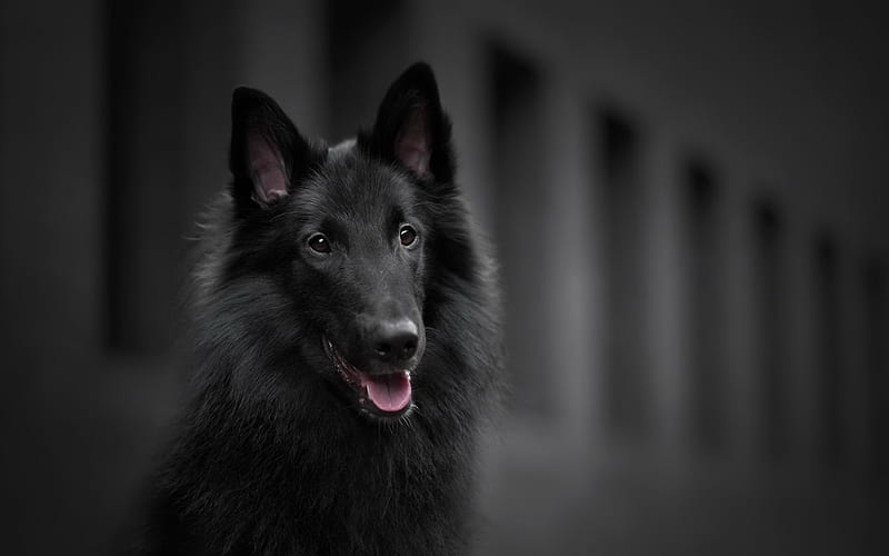 Animal, Belgian Shepherd, Dog, Groenendael, Pet, HD wallpaper