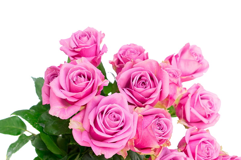 Roses, rose, flower, white, pink, card, trandafir, HD wallpaper | Peakpx