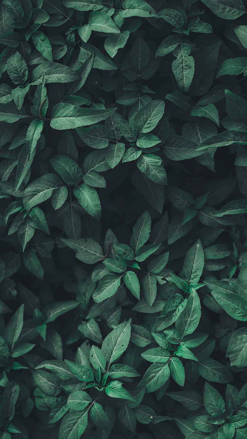 green leaf plants, HD phone wallpaper