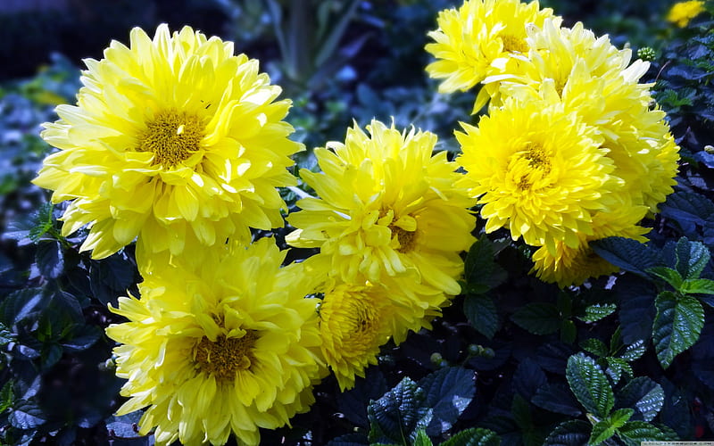 Dahlia, flower, yellow, dahkia, bloom, HD wallpaper | Peakpx